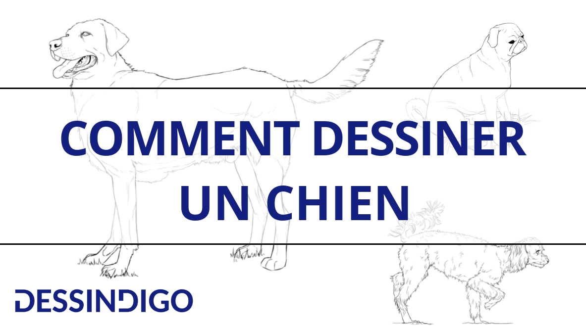 Comment dessiner un chien