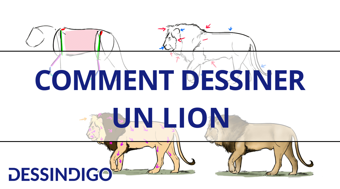 Comment dessiner un lion