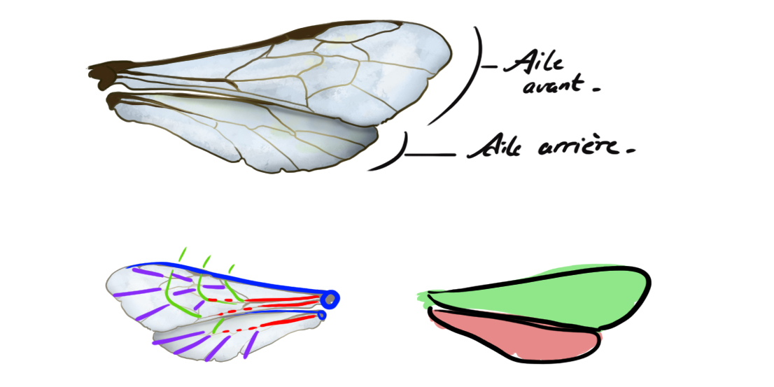 dessiner les ailes de l'abeille