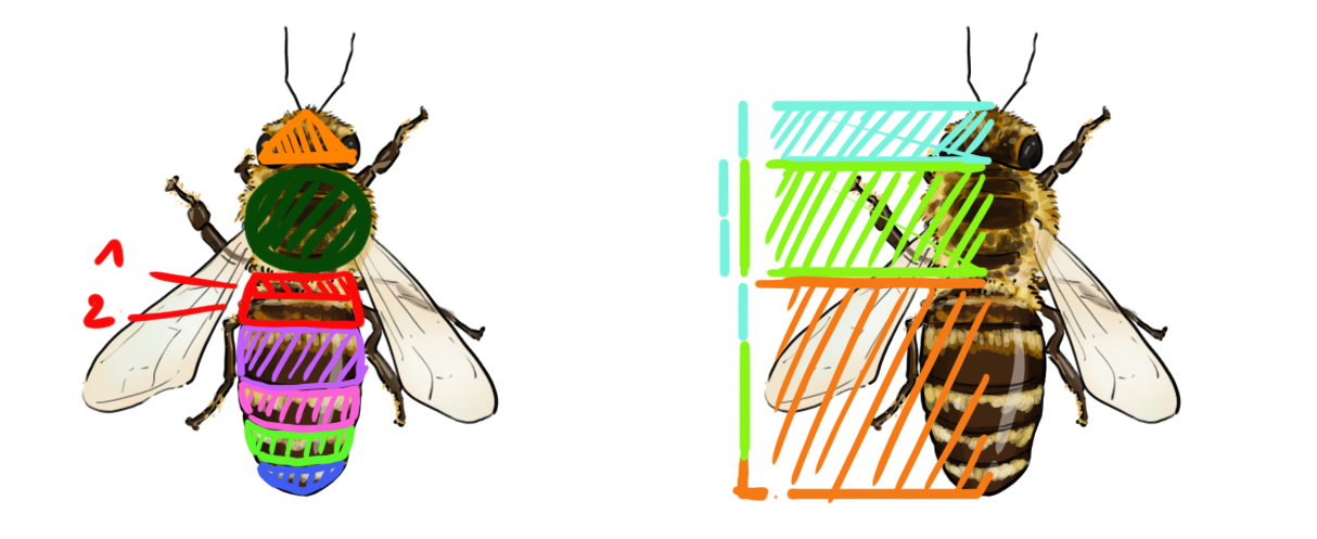schéma des proportions d'une abeille