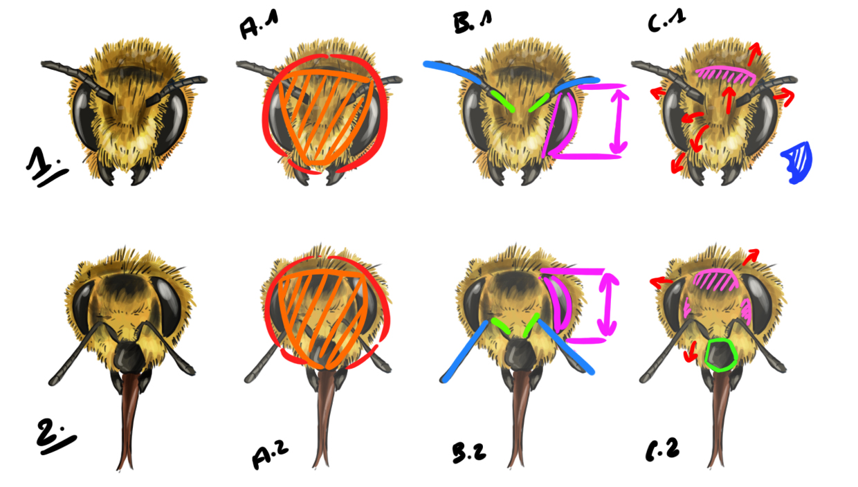 dessiner la tête de l'abeille