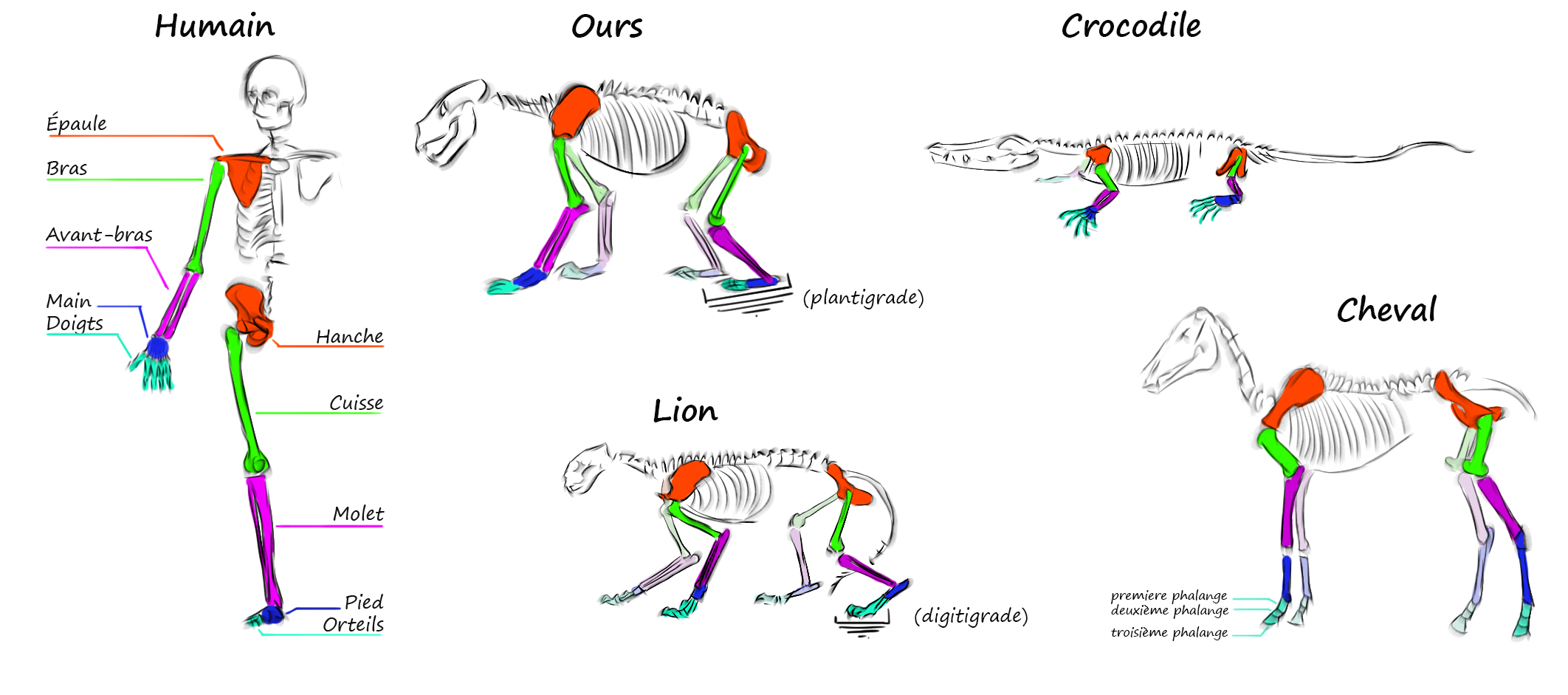 illustration des squelettes d’animaux