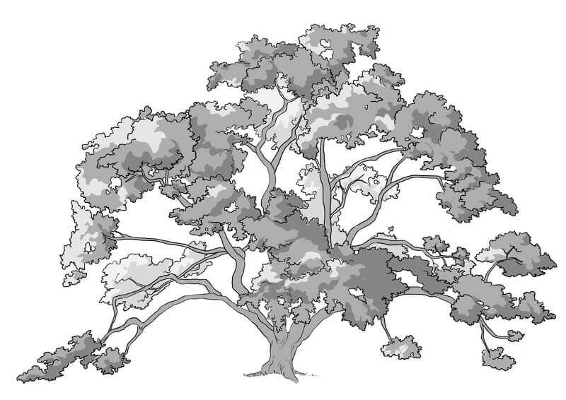 Volume du dessin du chêne