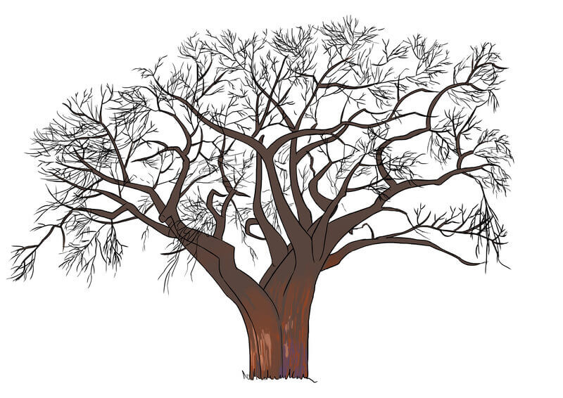 Application de la lumière au baobab