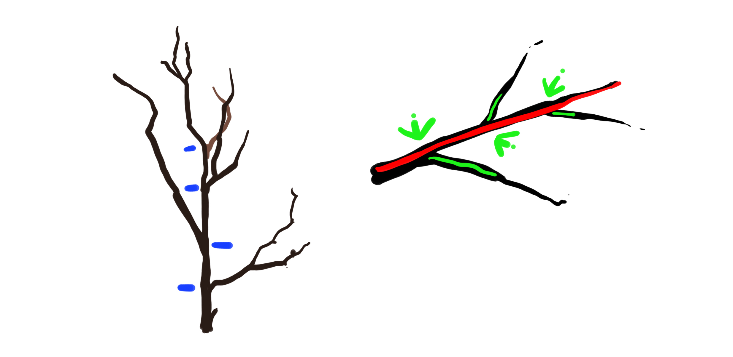 dessiner la structure des ramifications des branches