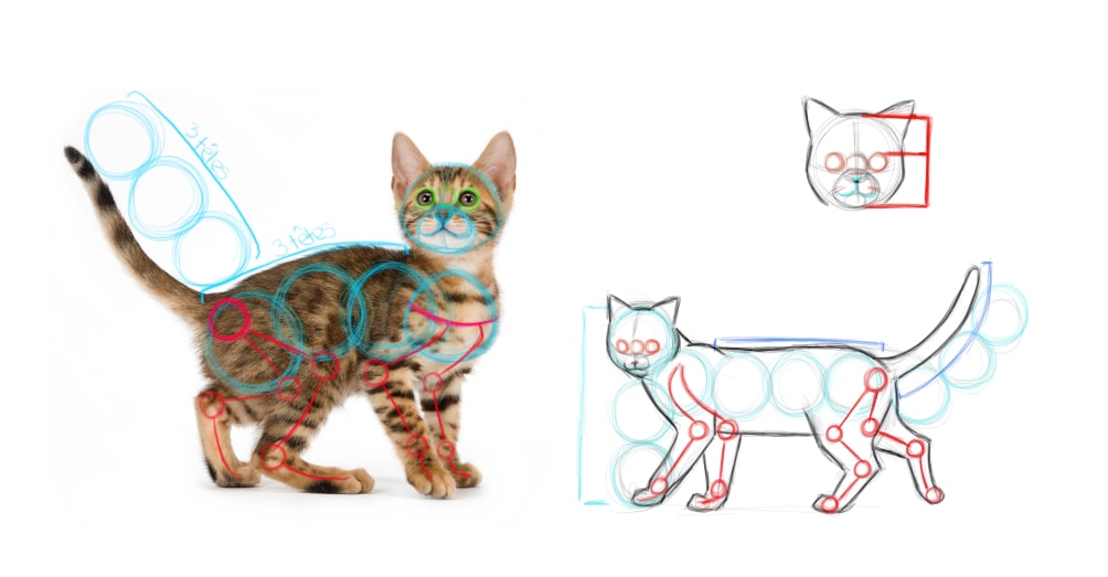 Observation de chats avant de le dessiner