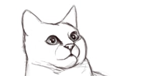 Dessiner les yeux d'un chat, étape 2