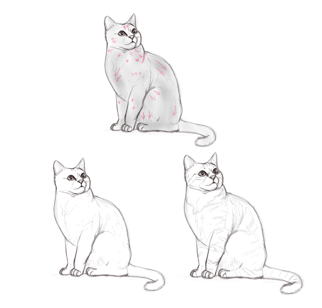 Dessiner les poils d'un chat, étape 2
