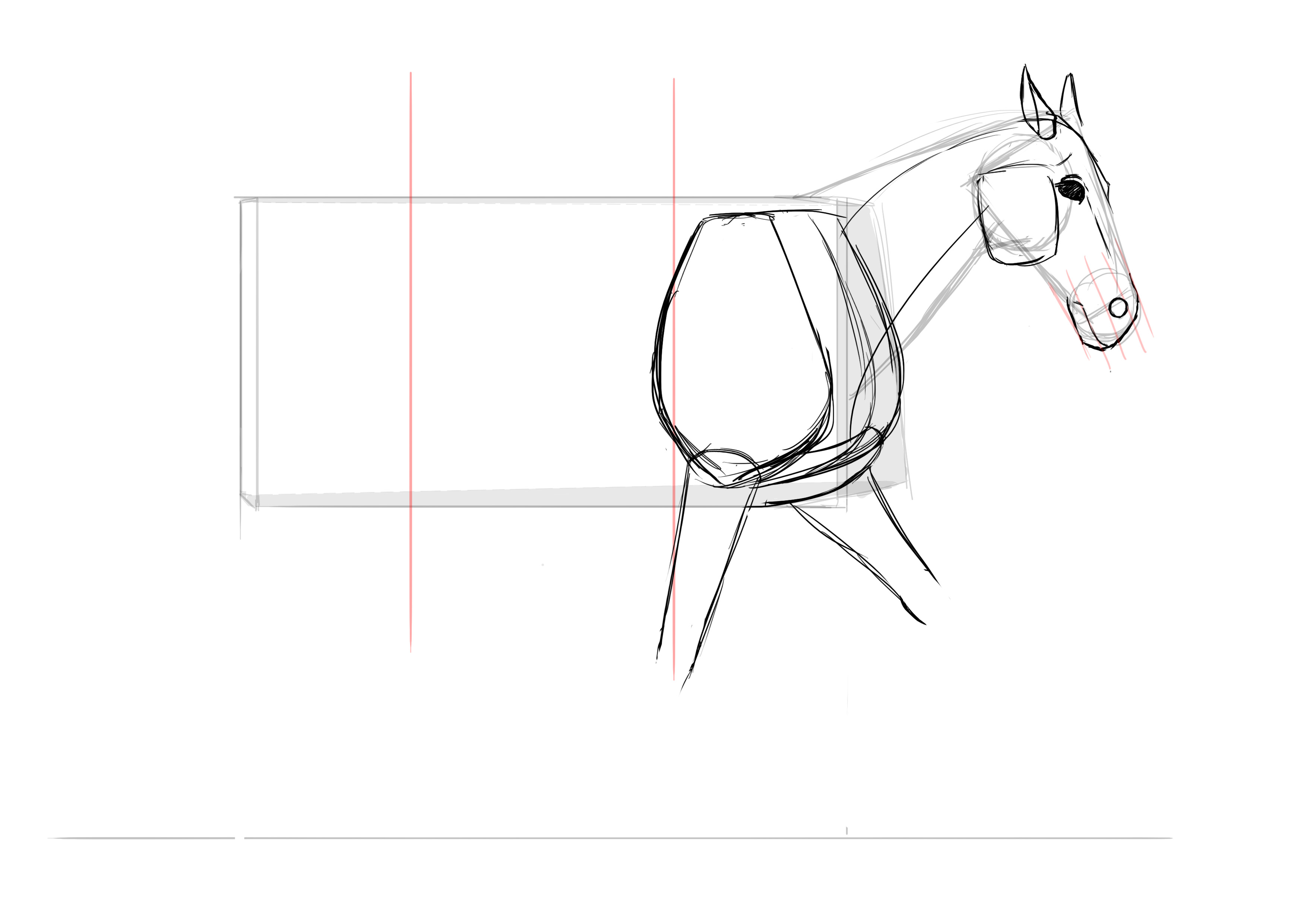 Dessin des pattes antérieures du cheval
