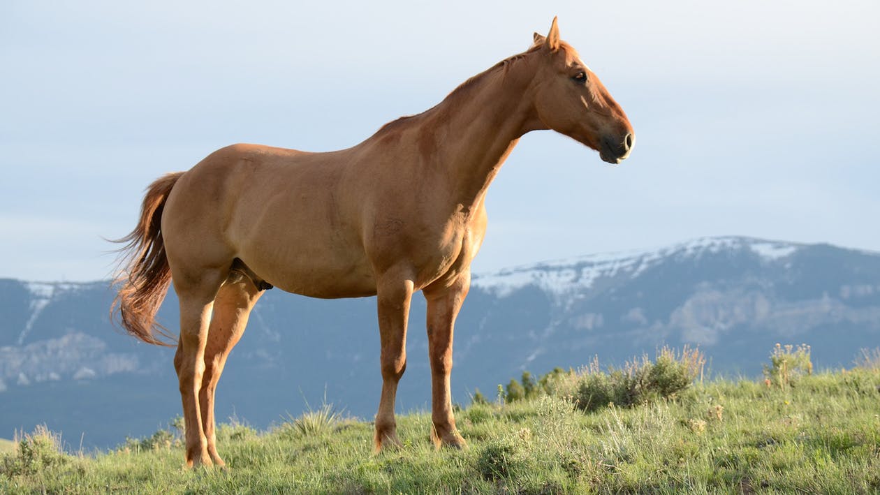 Photo de cheval entier
