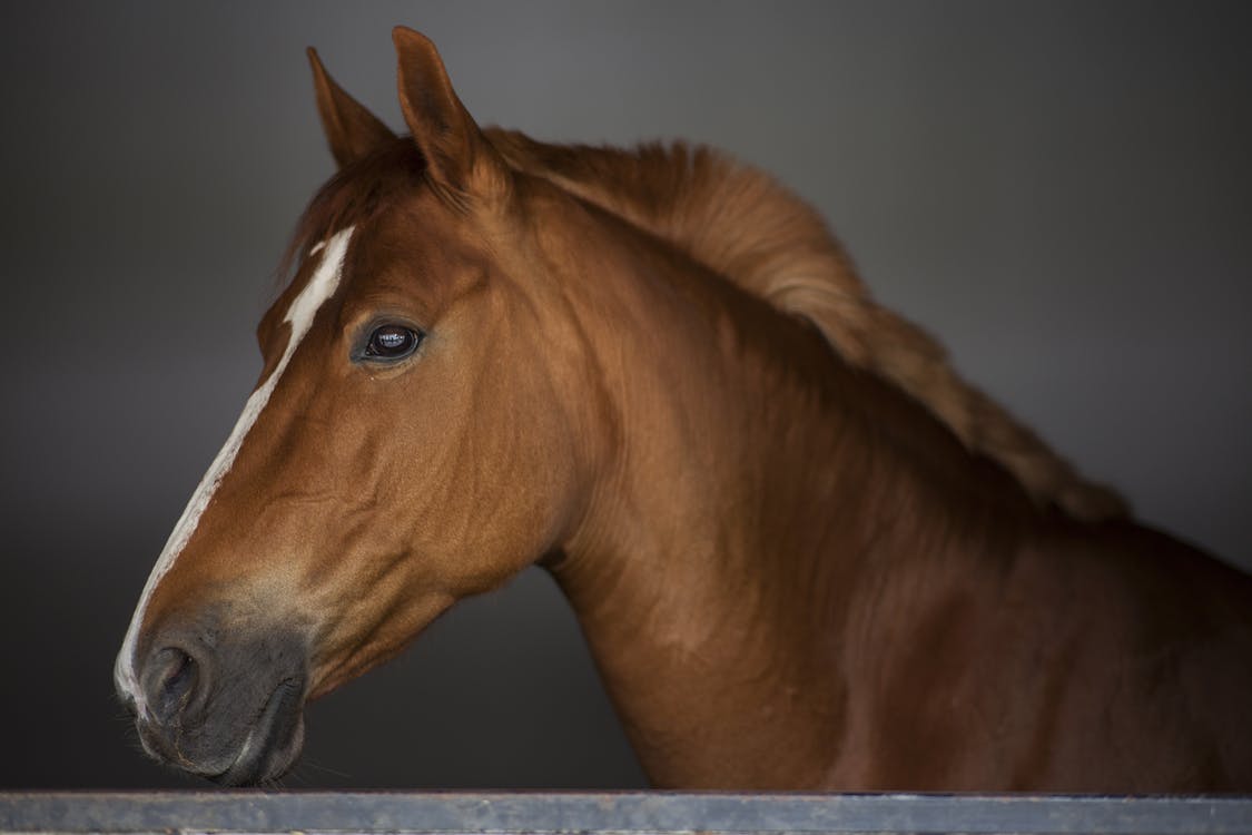 Photo de la tête d'un cheval