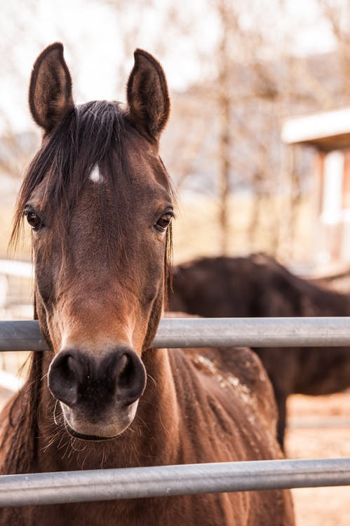 Photo des yeux du cheval