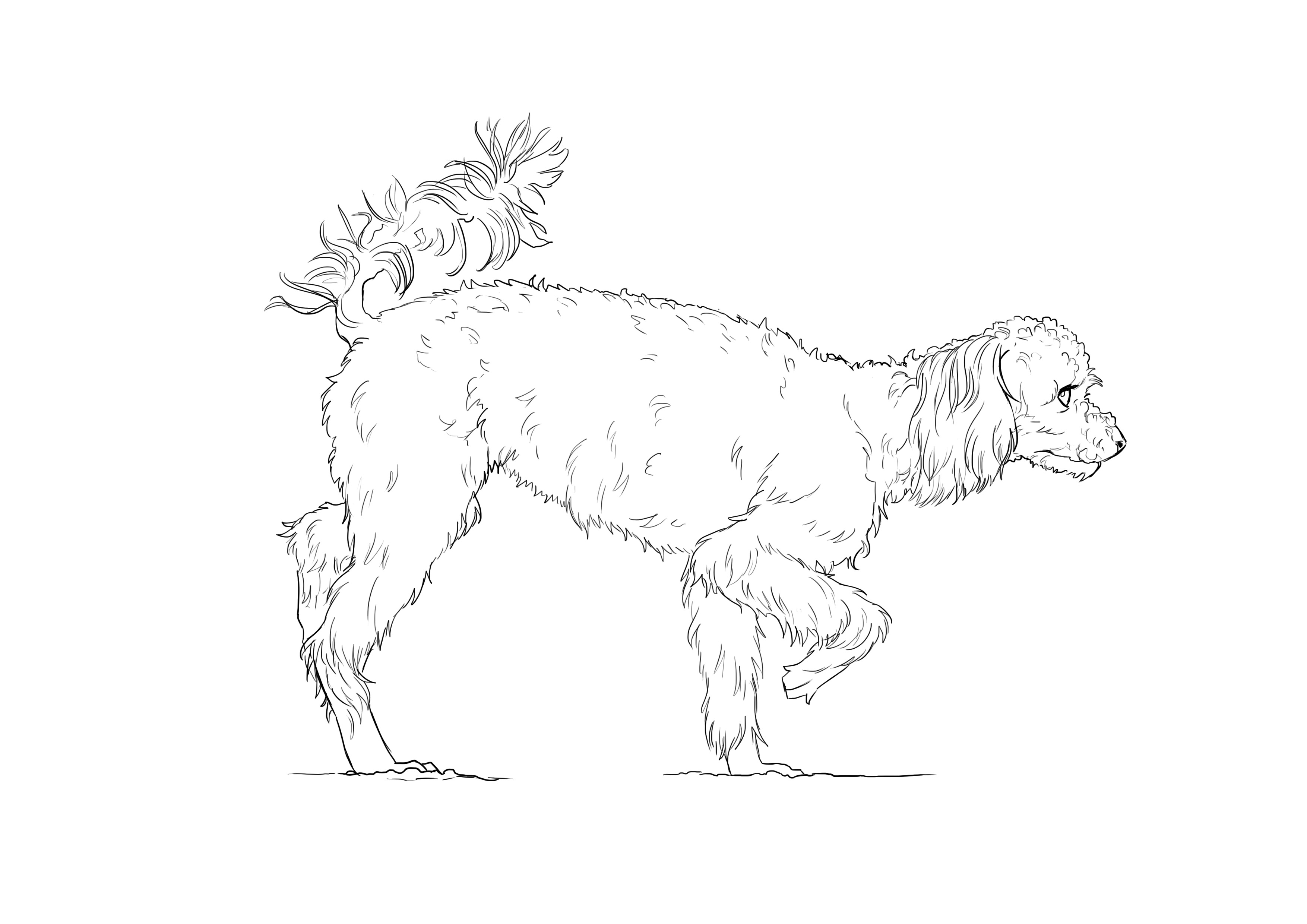 Dessin dinal du caniche