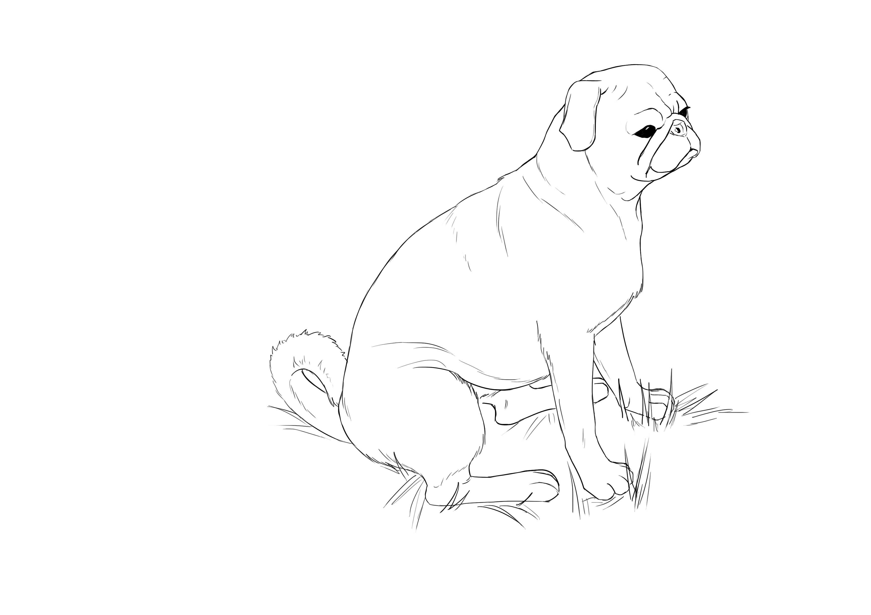 Dessin final du carlin