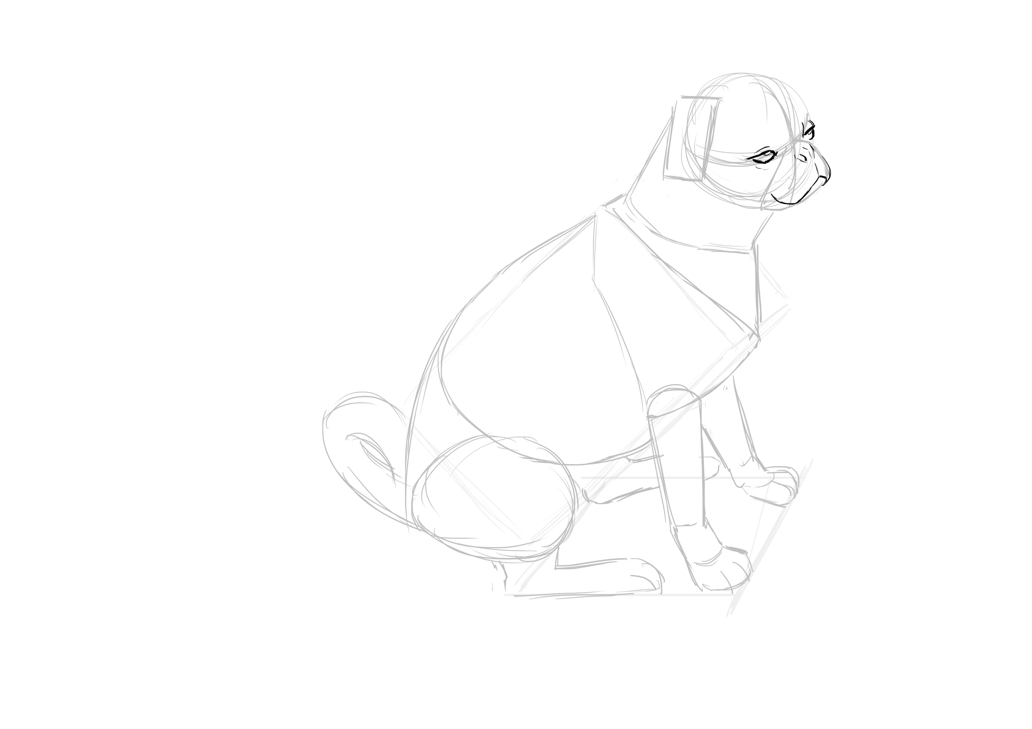 Dessiner les yeux du carlin