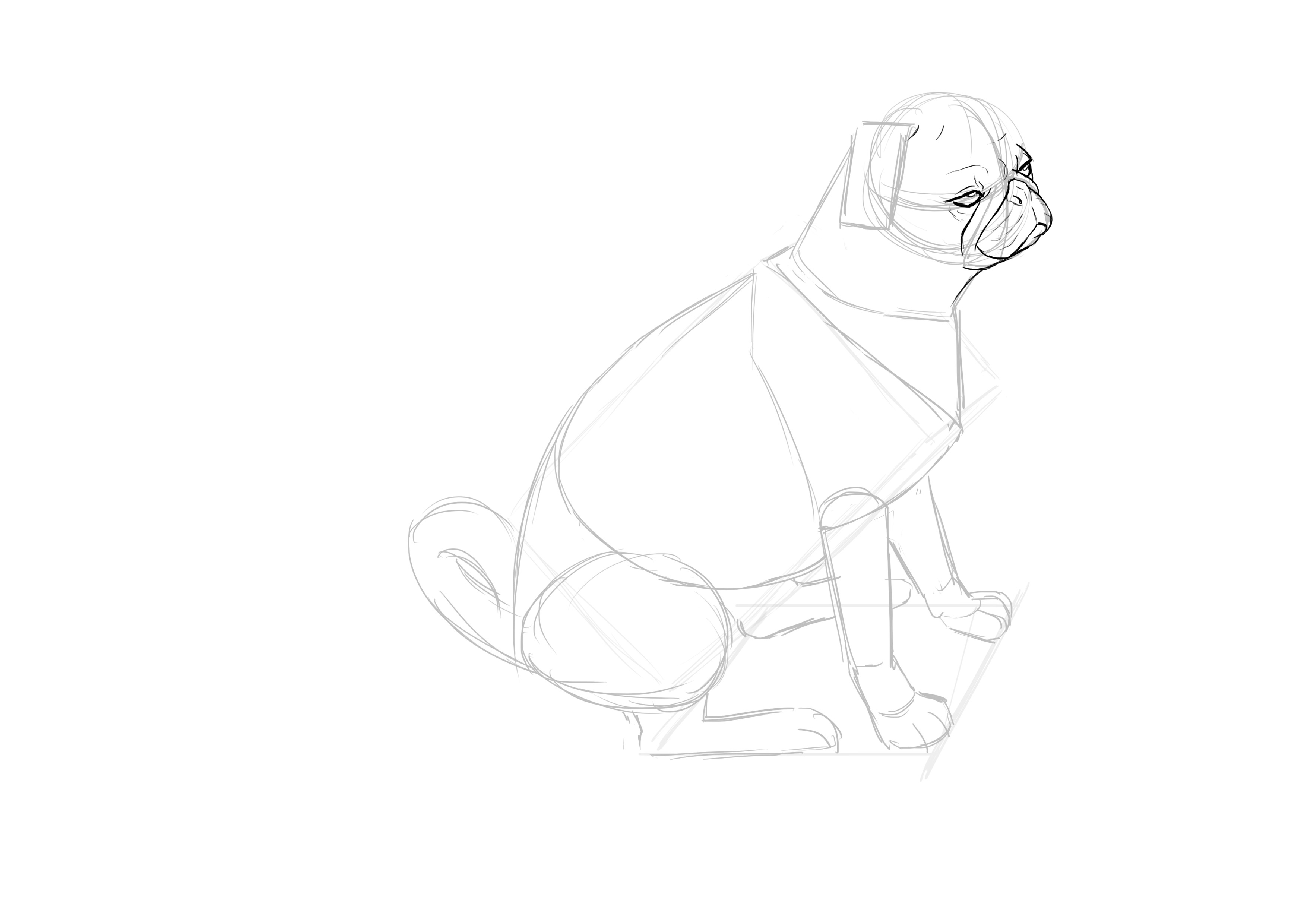 Détailler le museau du carlin