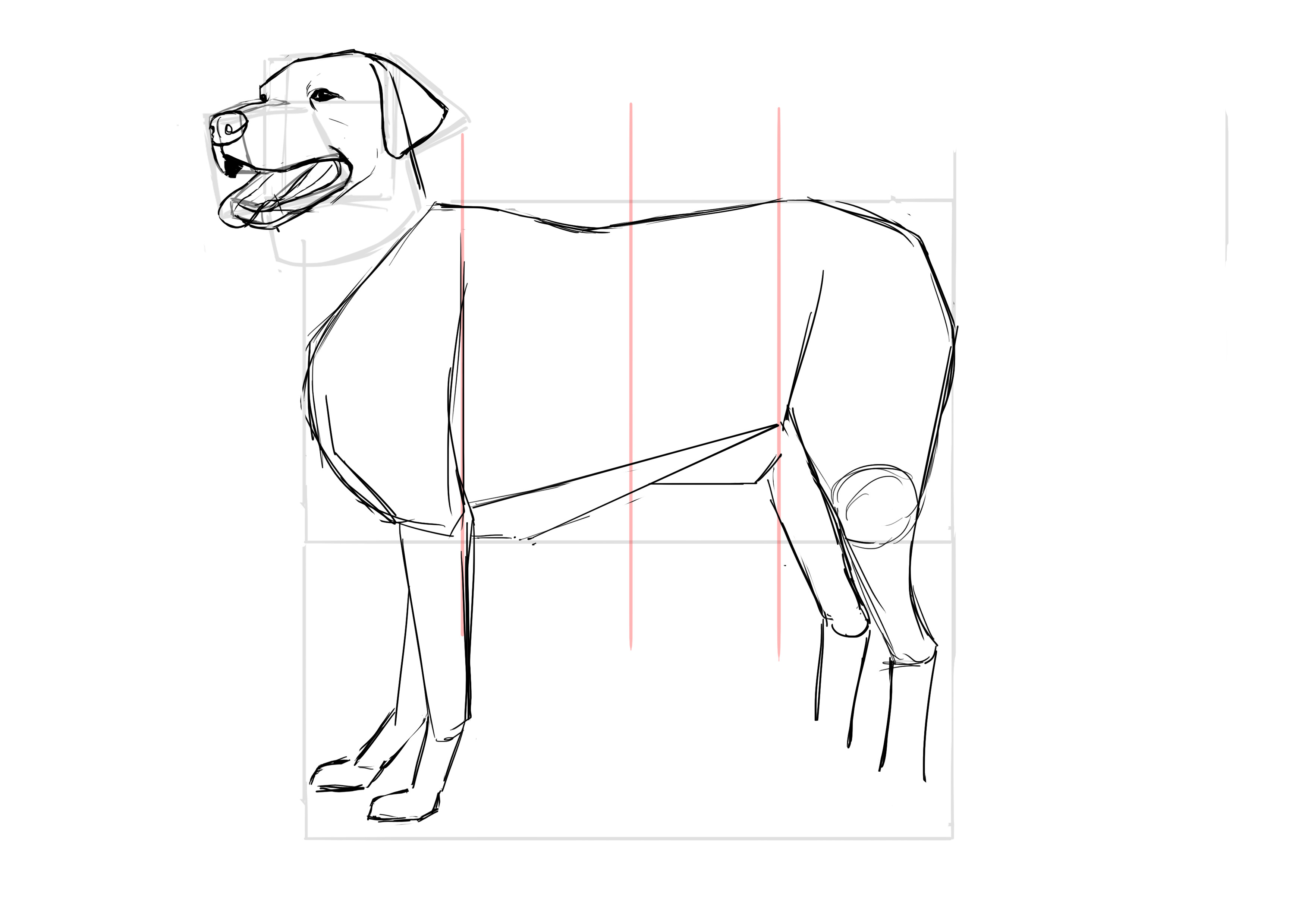 Dessiner l'abdomen du labrador 2