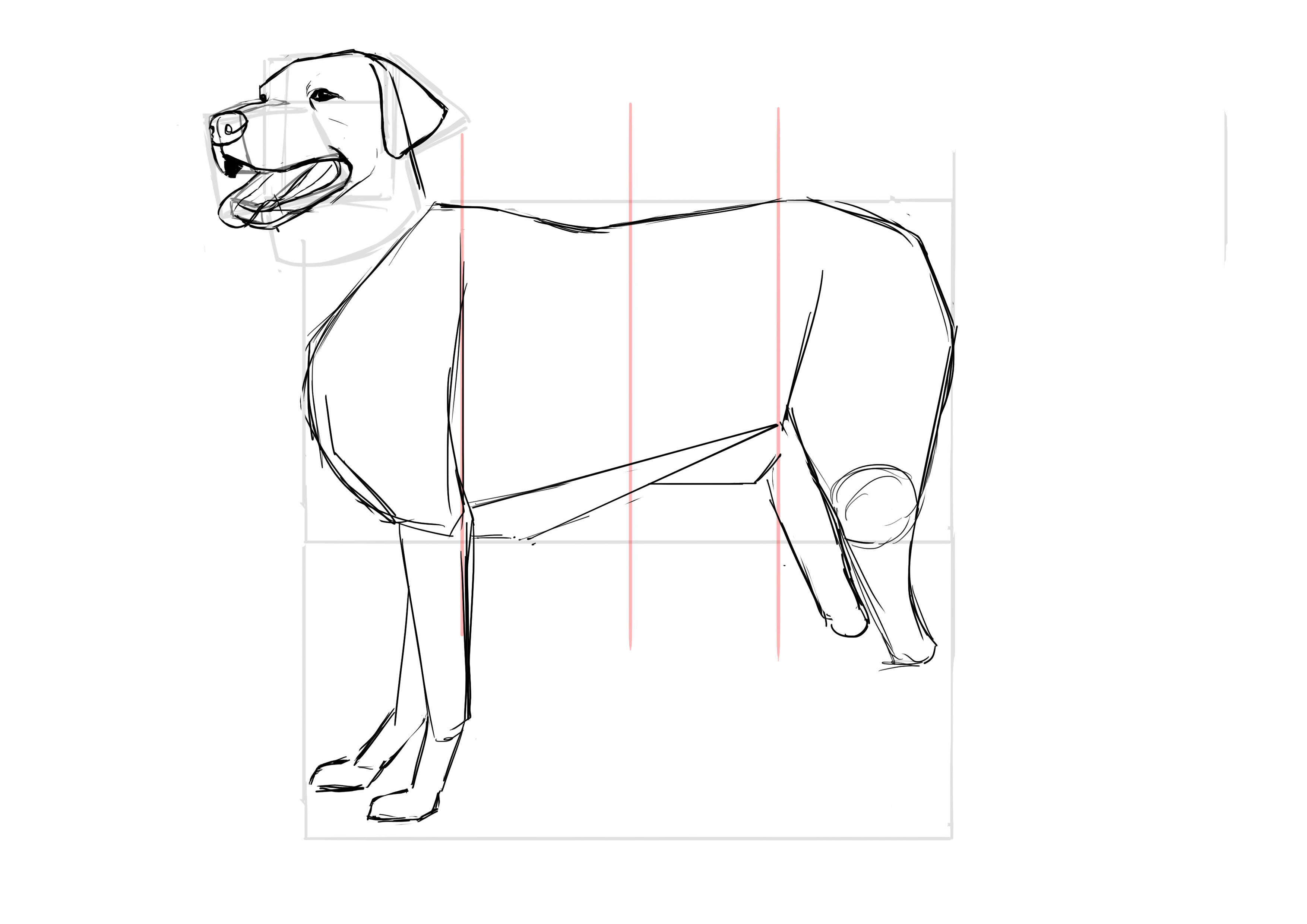 Dessiner les pattes arrière du labrador