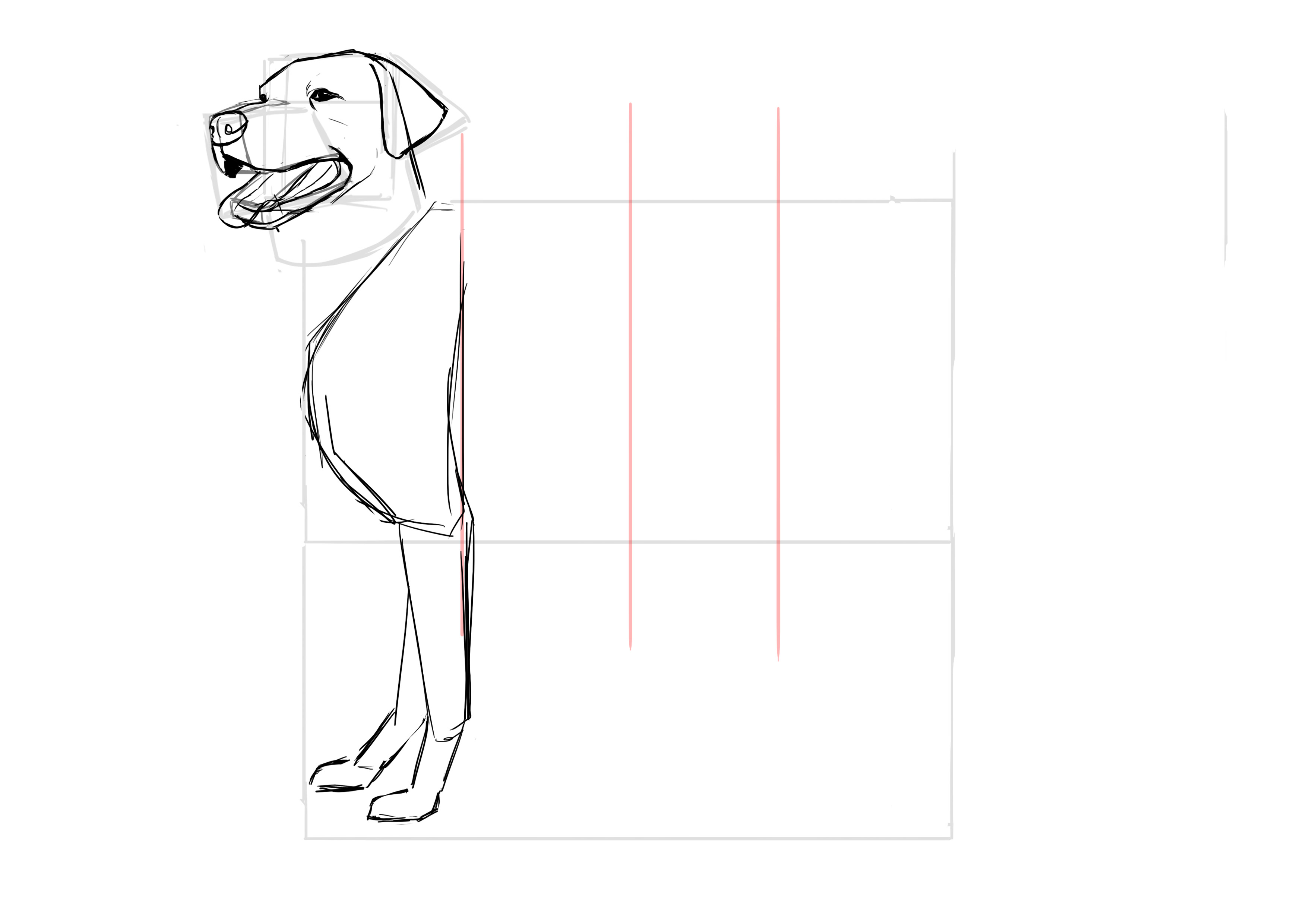 Dessiner les pattes avant du labrador 3