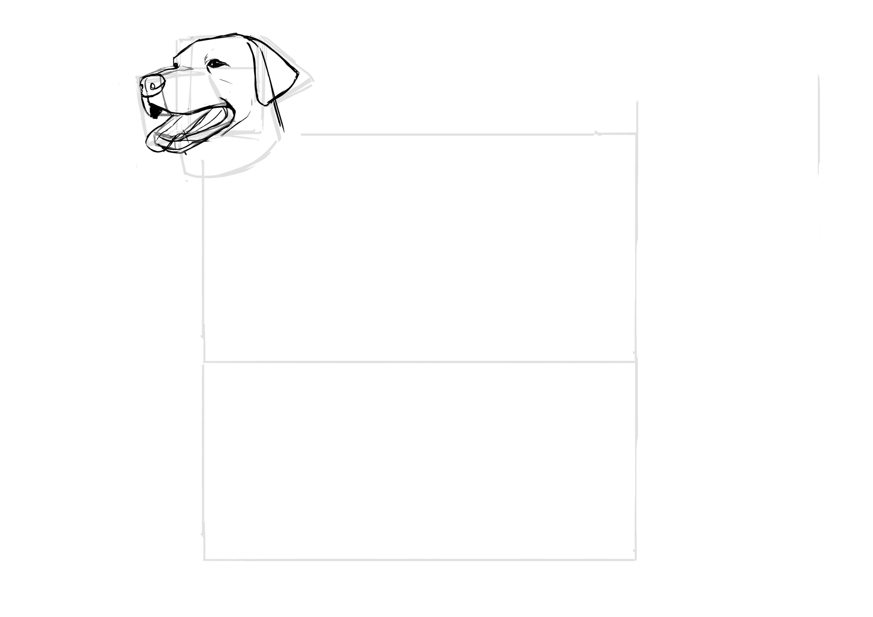 Dessiner les détails des oreilles du labrador