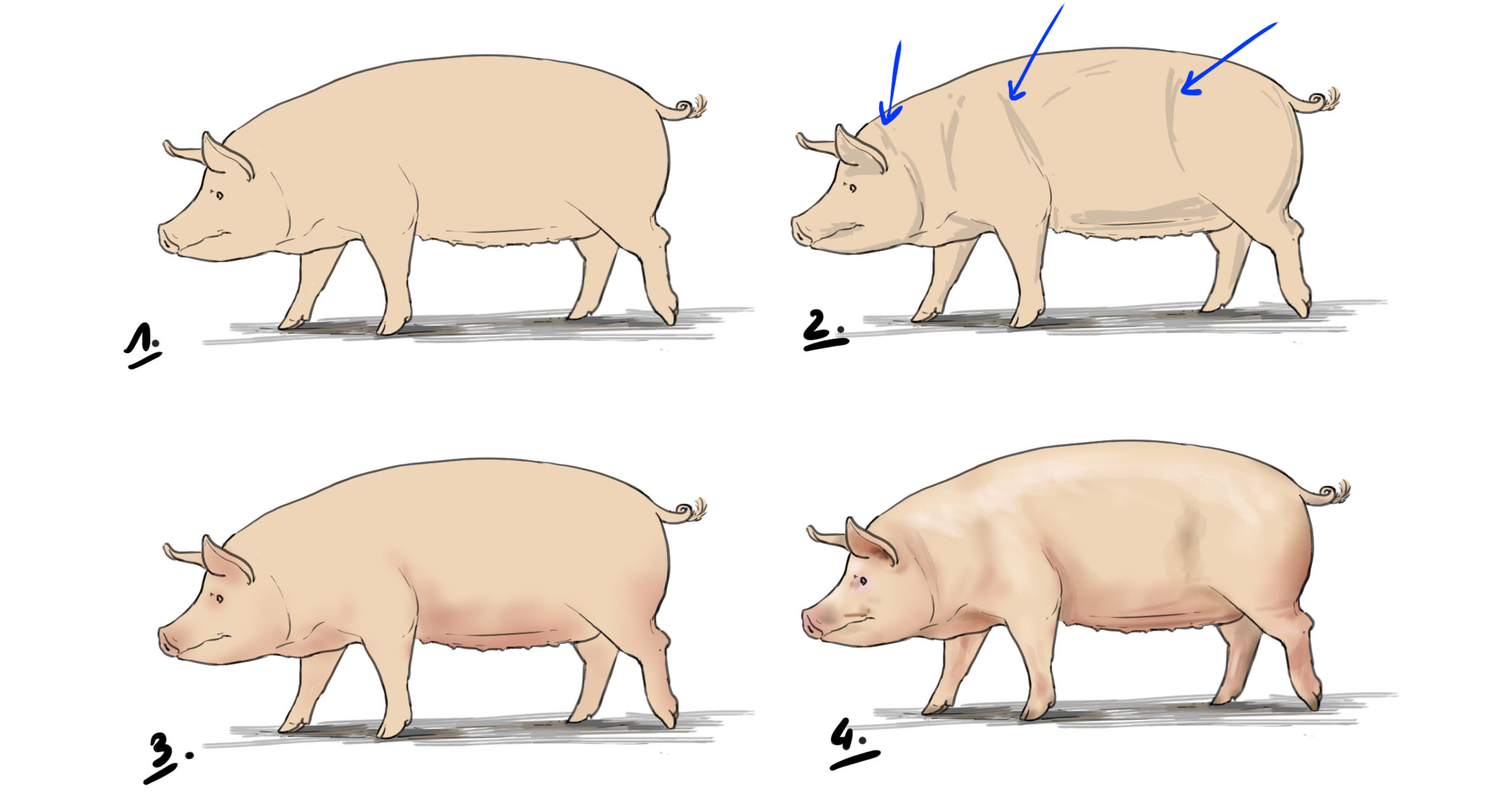 dessiner un cochon