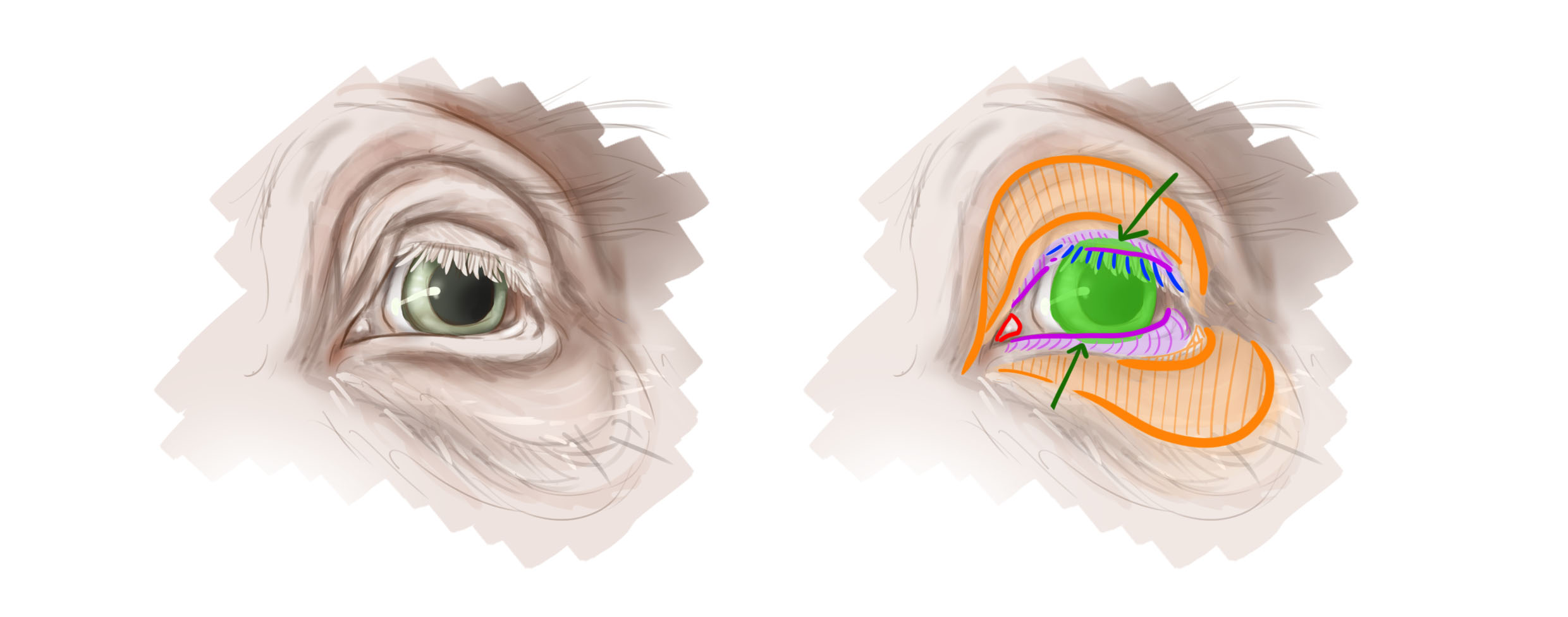 dessiner la structure de la pupille