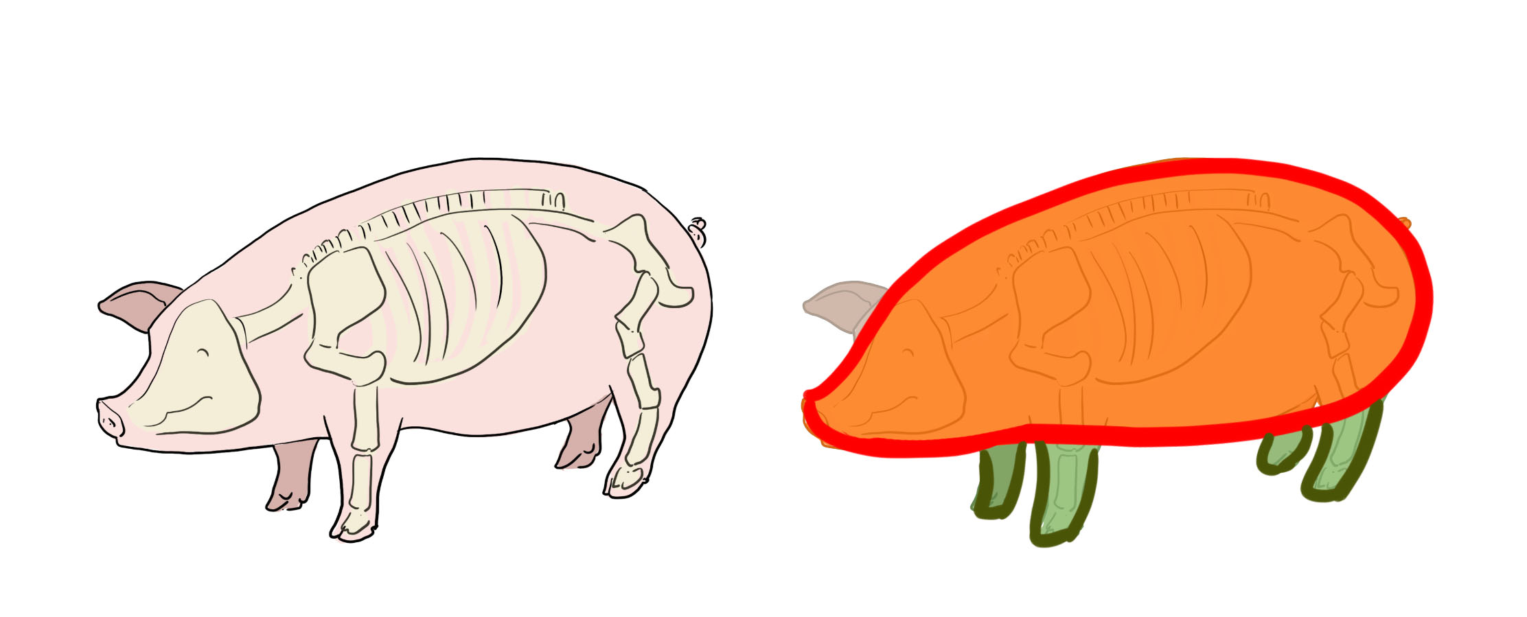 illustrations simplifiées du corps du cochon
