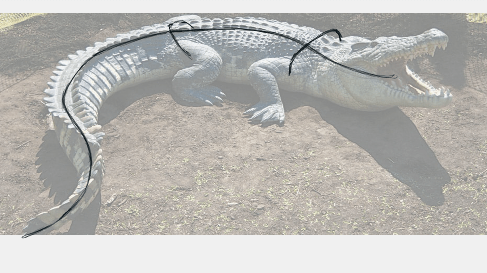 dessiner un crocodile étape 1