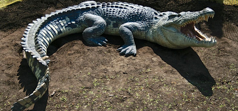 photo du corps d’un crocodile en vue du dessin