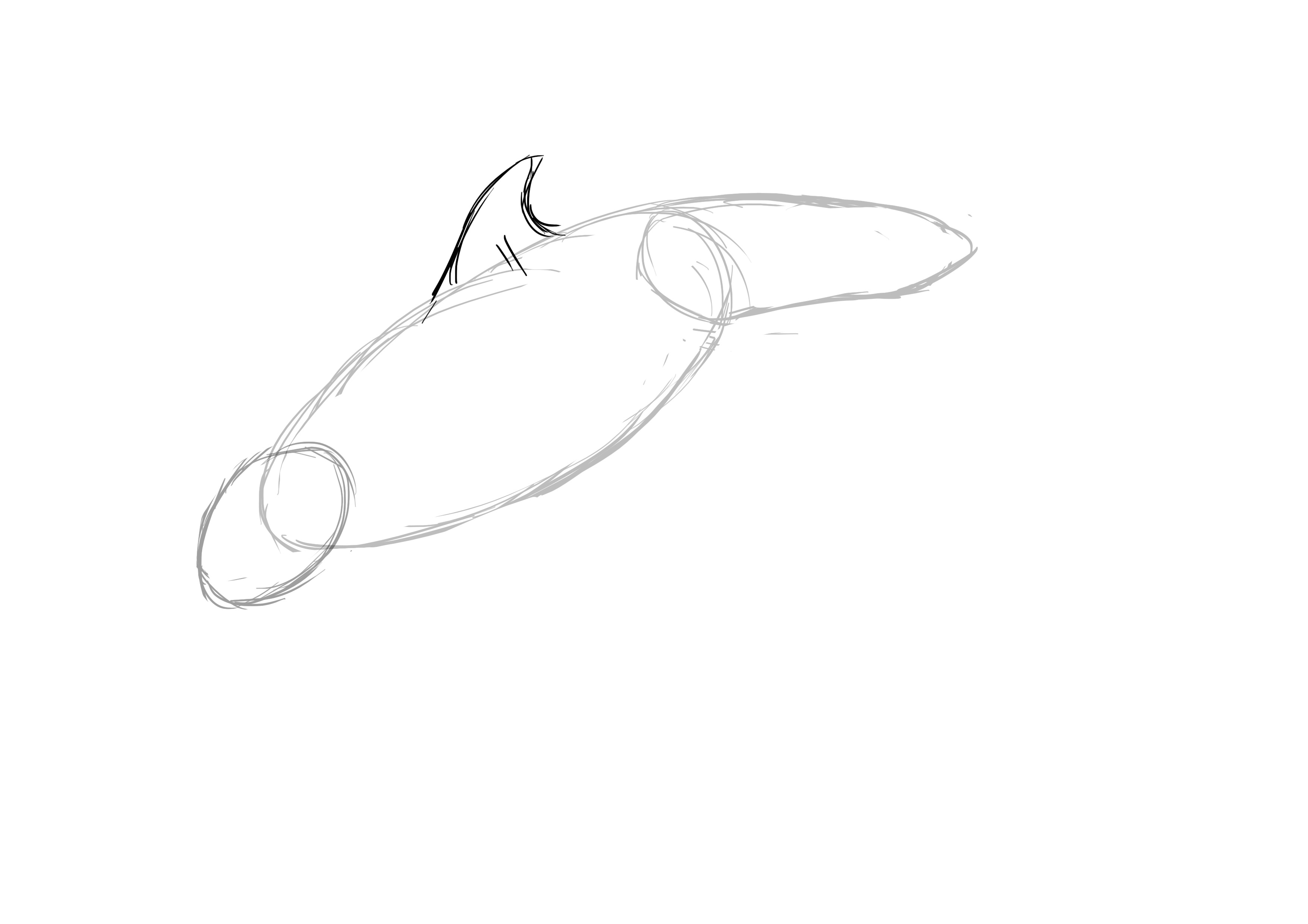 Dessin de l'aileron du dauphin