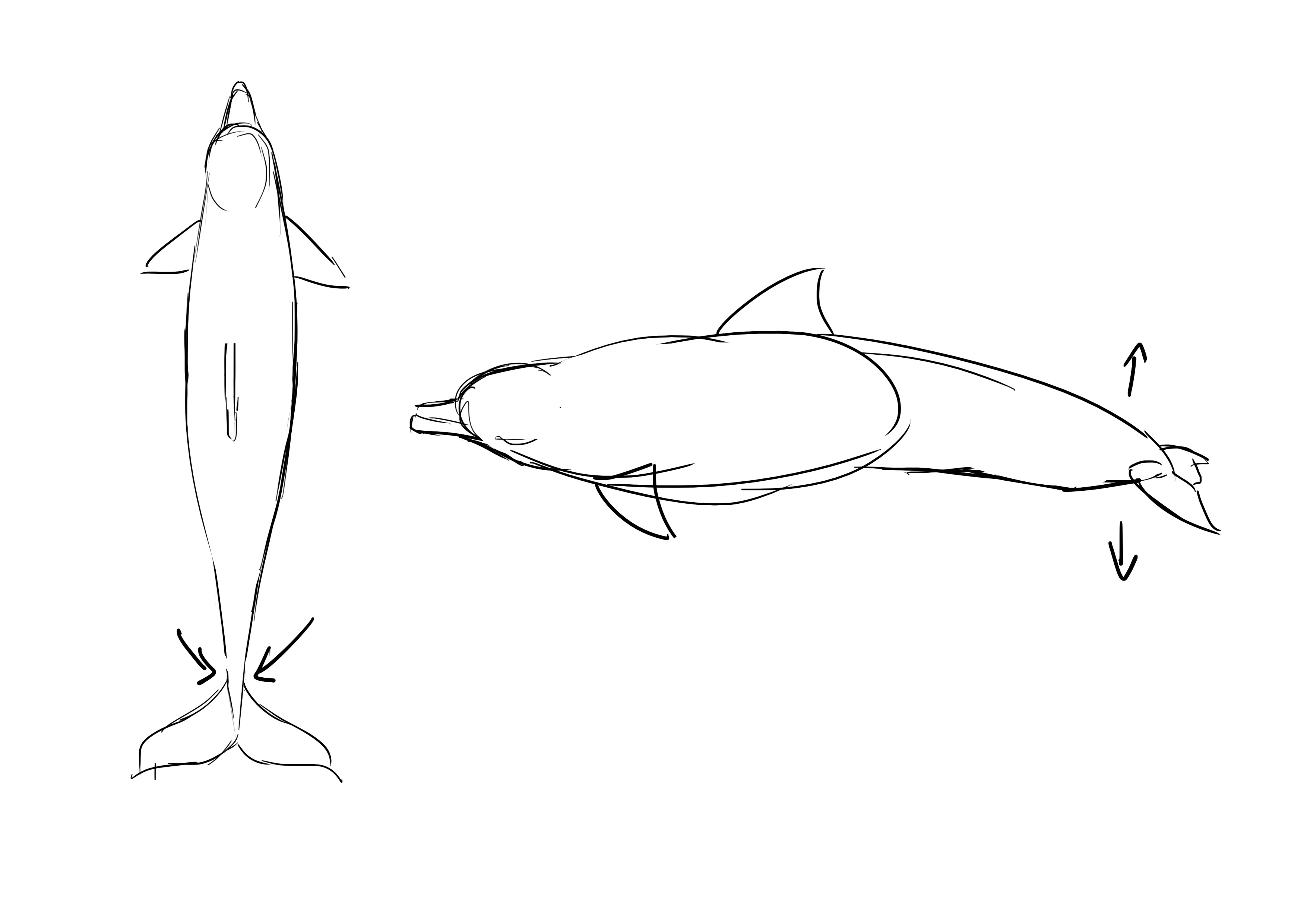 Schéma de dauphin de dessus et de profil