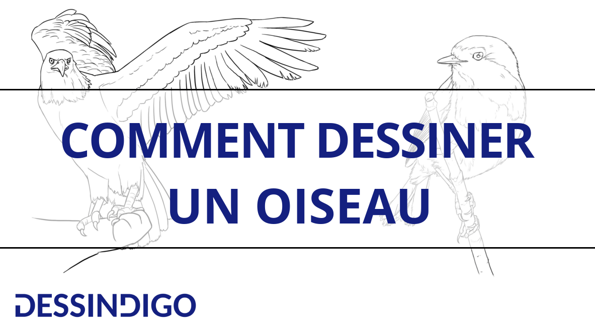 Comment dessiner un oiseau