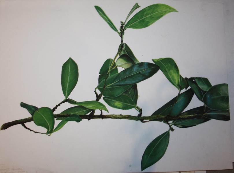 Réaliser un croquis fidèle d'une branche