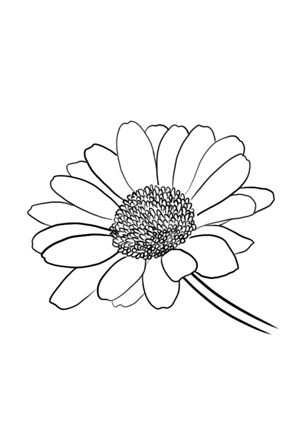 dessiner une marguerite