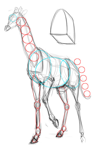 Schéma des proportions du corps de la girafe