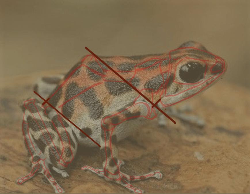 délimitations pour le dessin des pattes