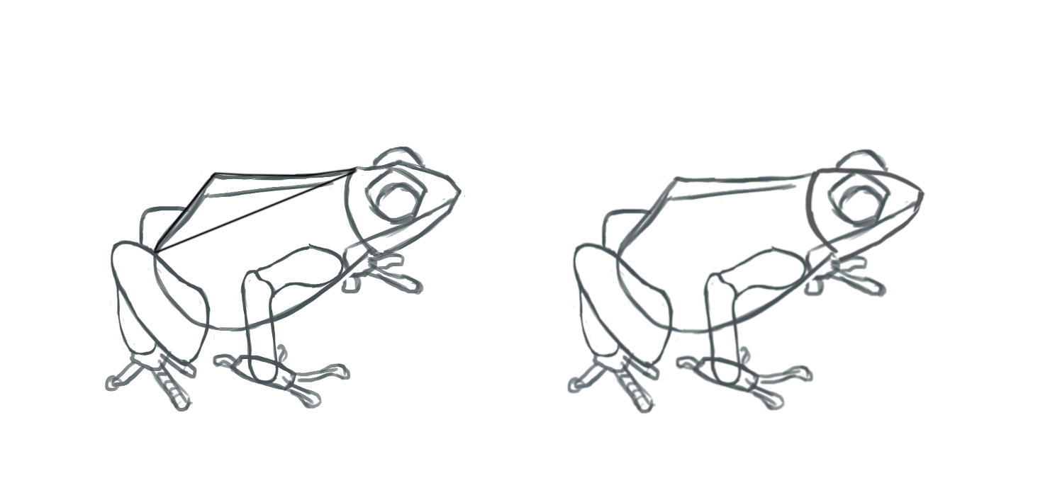 dessin du bassin de la grenouille