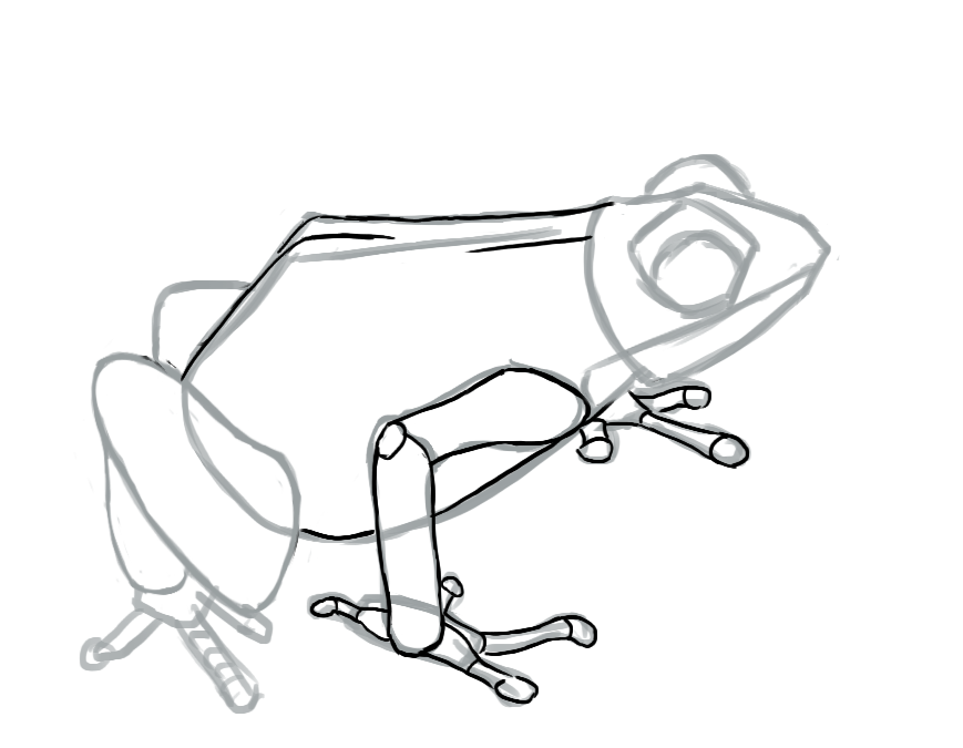 détails des pattes avant de la grenouille