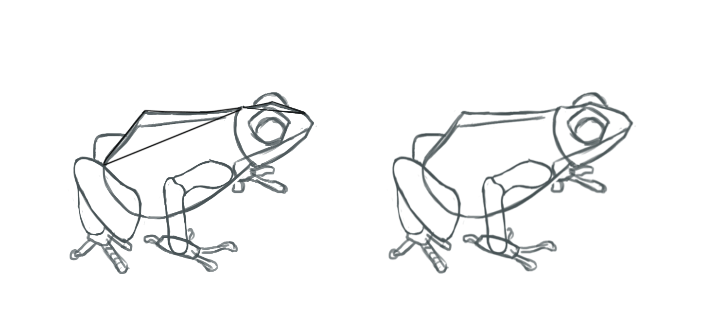 détails de la tête de la grenouille