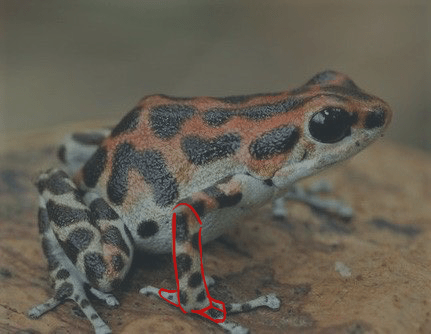 schéma de la main de la grenouille