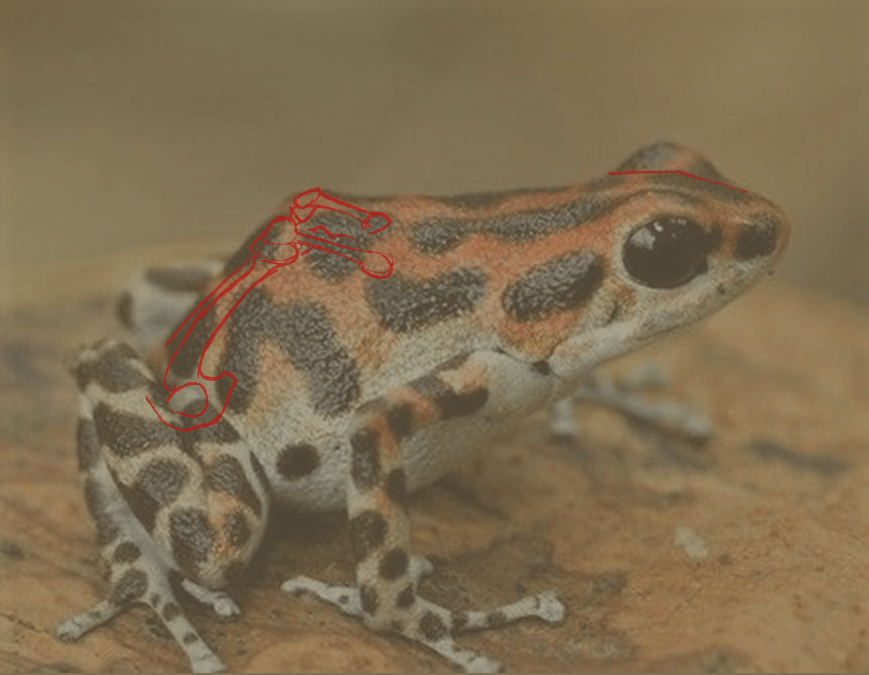 schéma de la tête de la grenouille