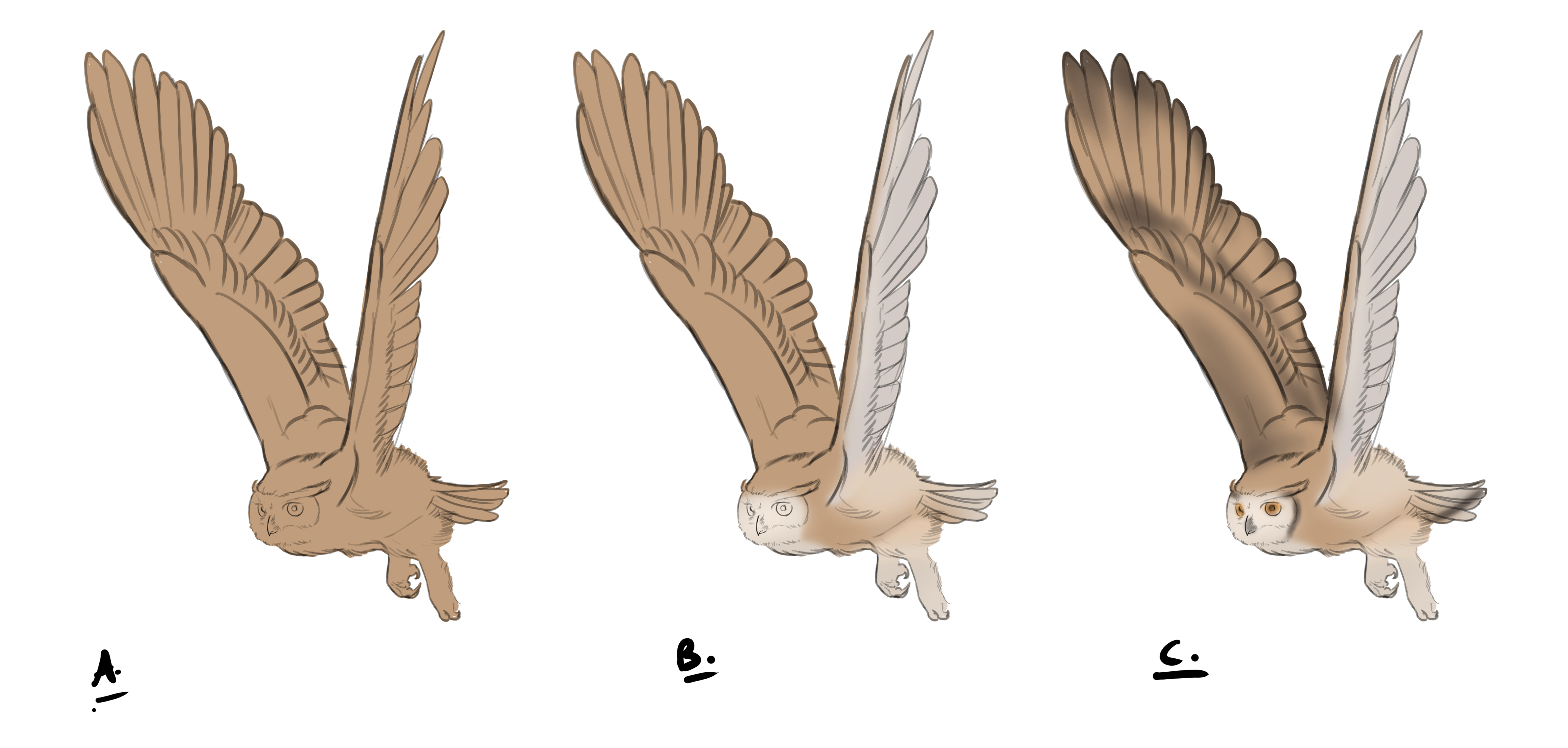 appliquer la couleur au dessin de hibou en vol