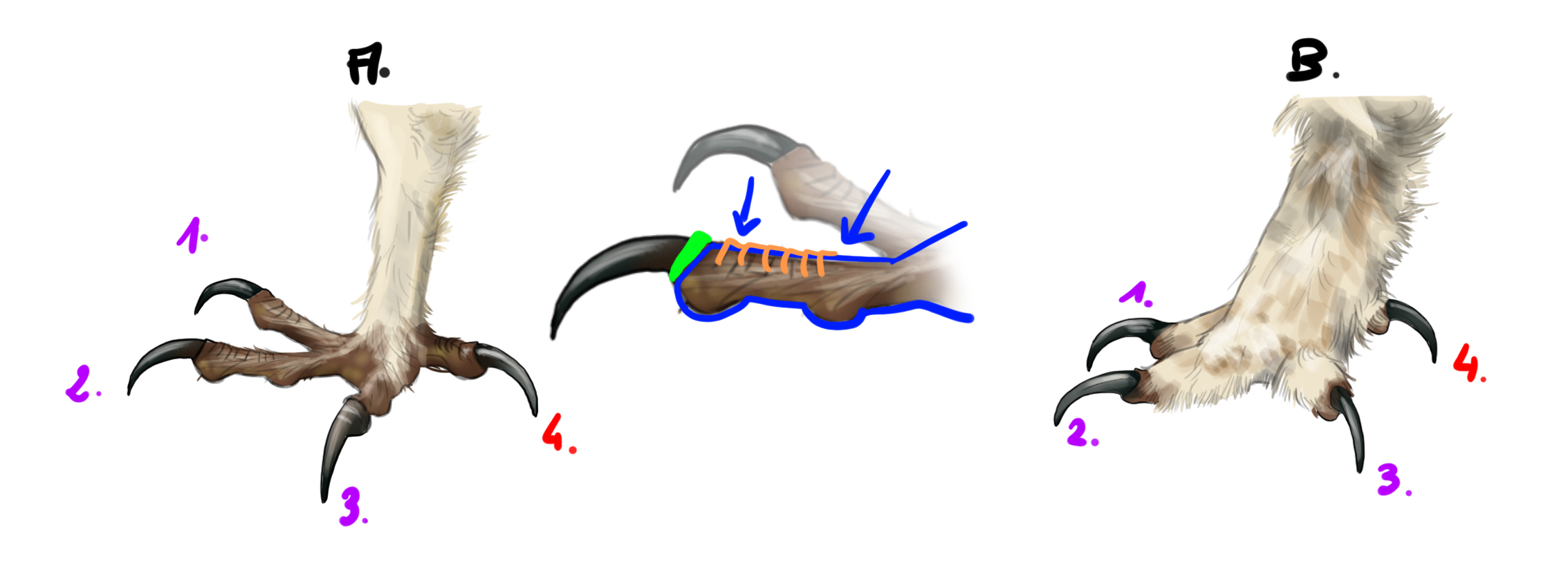 dessiner les serres du hibou