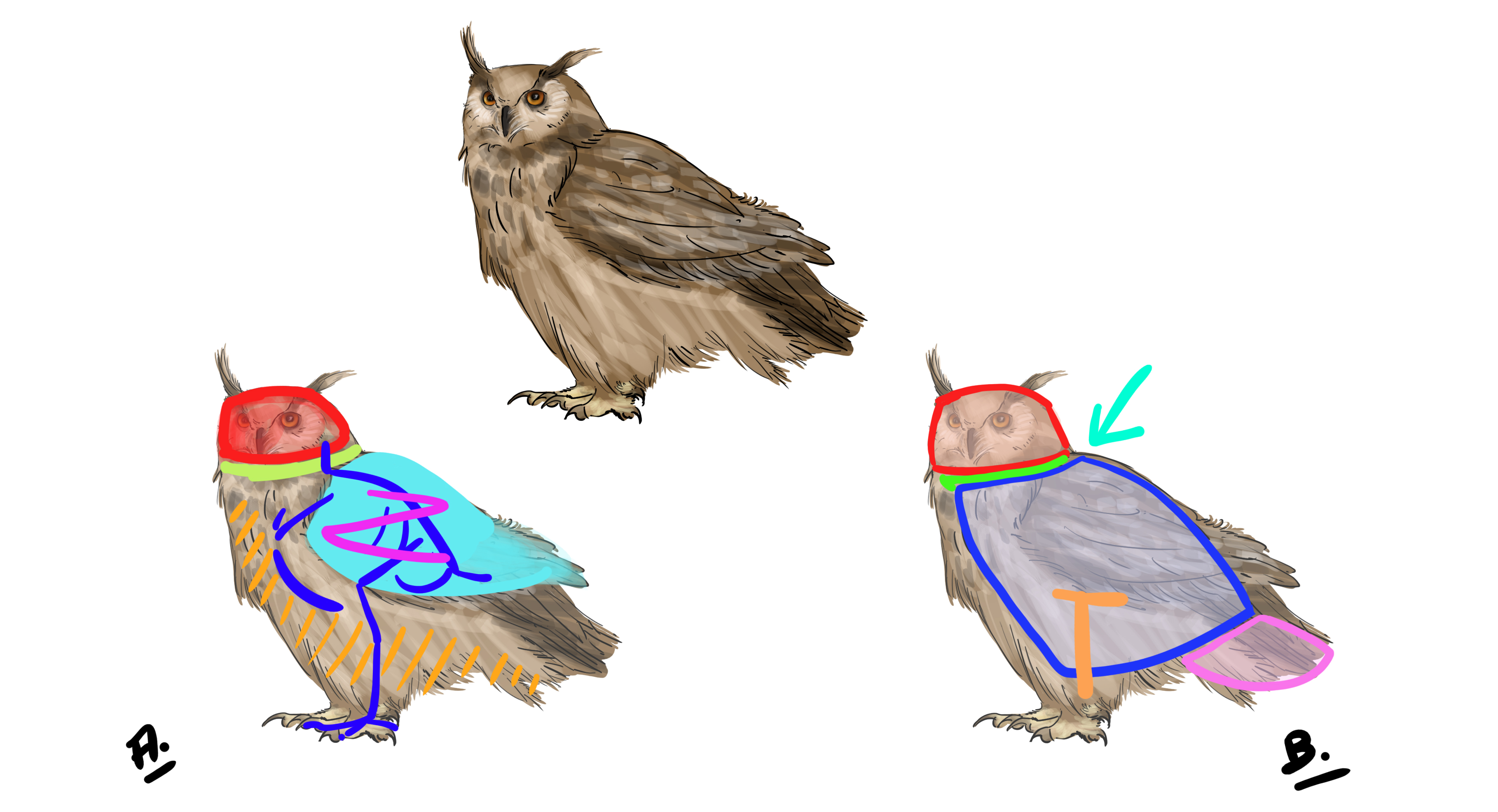 dessin schématique détaillant l'allure du hibou