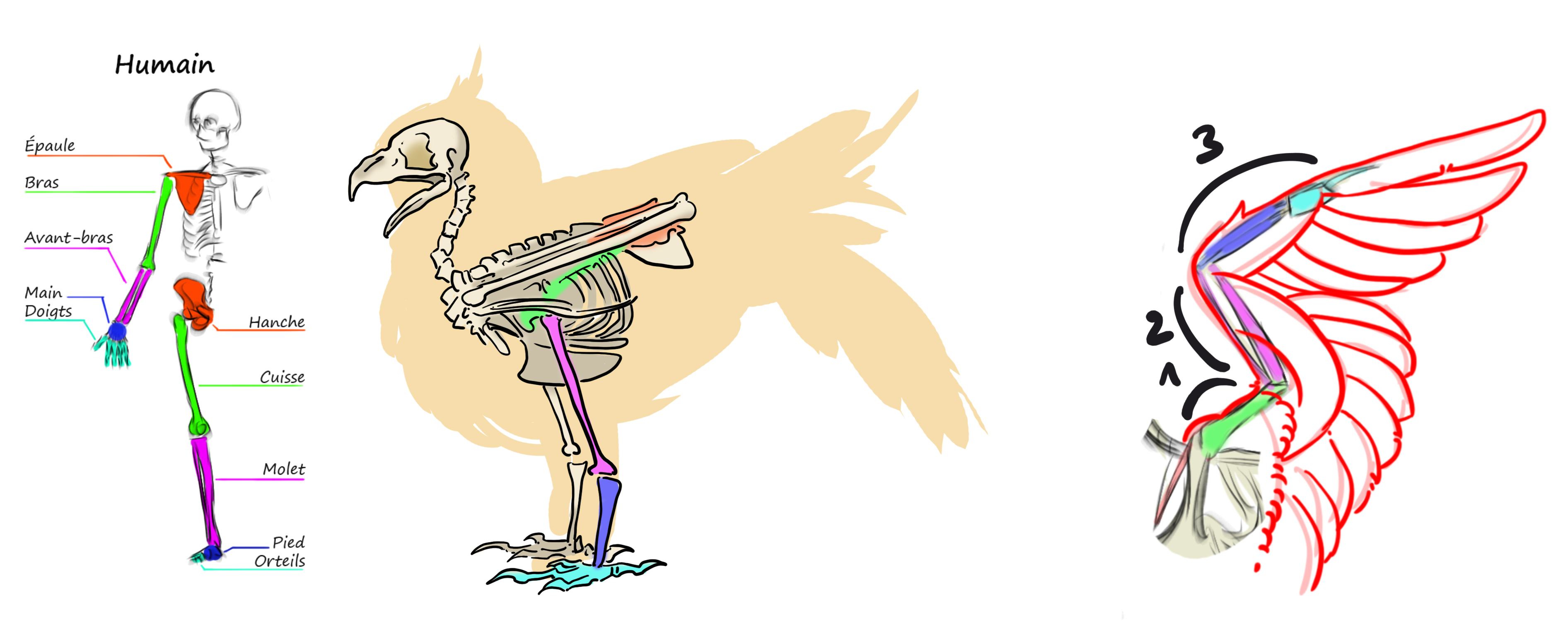 schéma explicatif du squelette du hibou