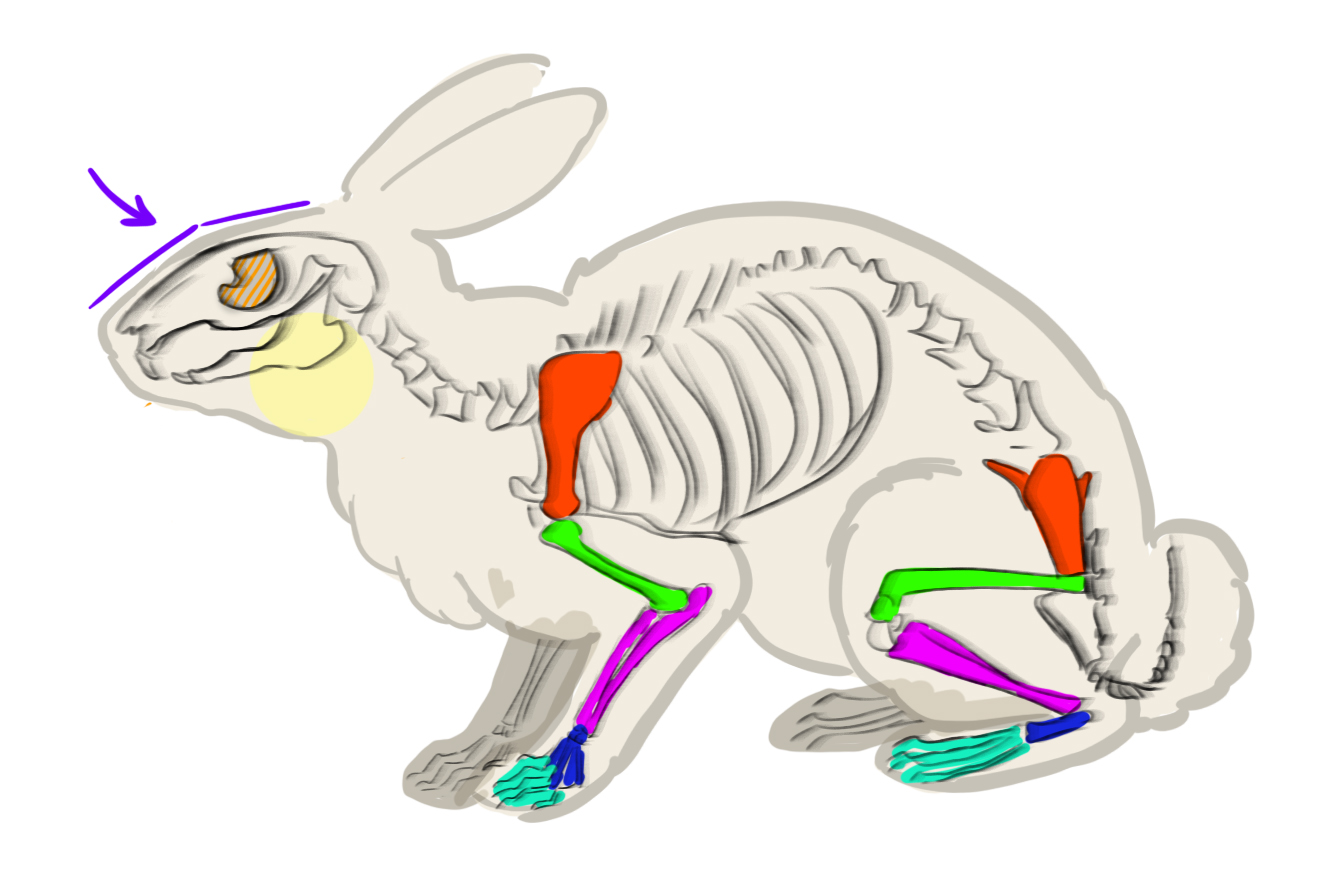 Anatomie du corps d'un lapin