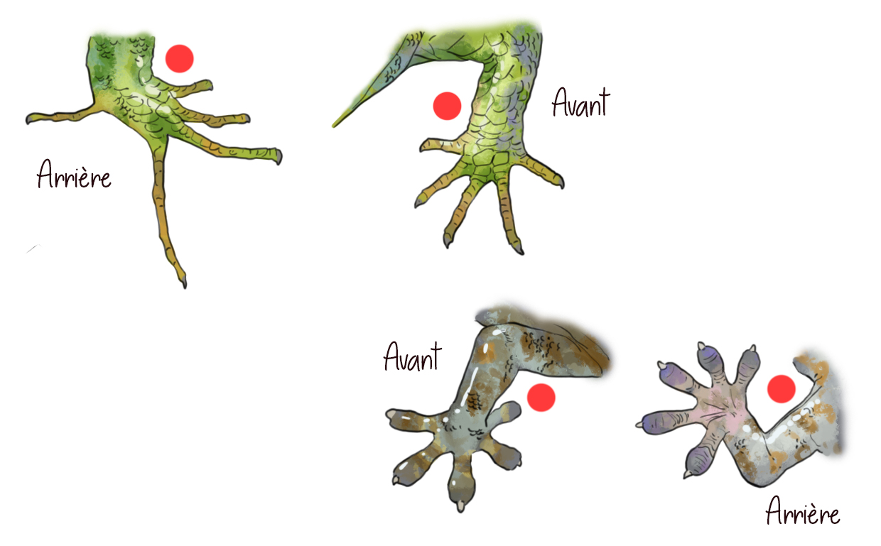 dessiner les pattes du lézard