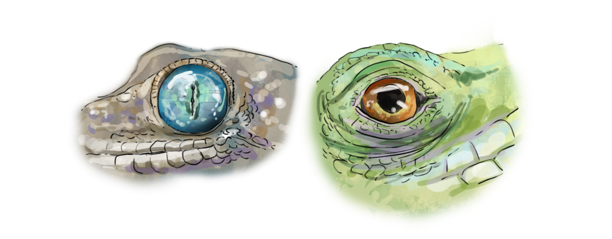 dessiner les yeux du lézard