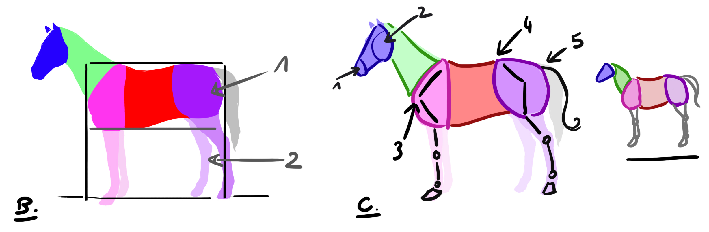 schéma explicatif de la morphologie du cheval en vue du dessin de licorne 2