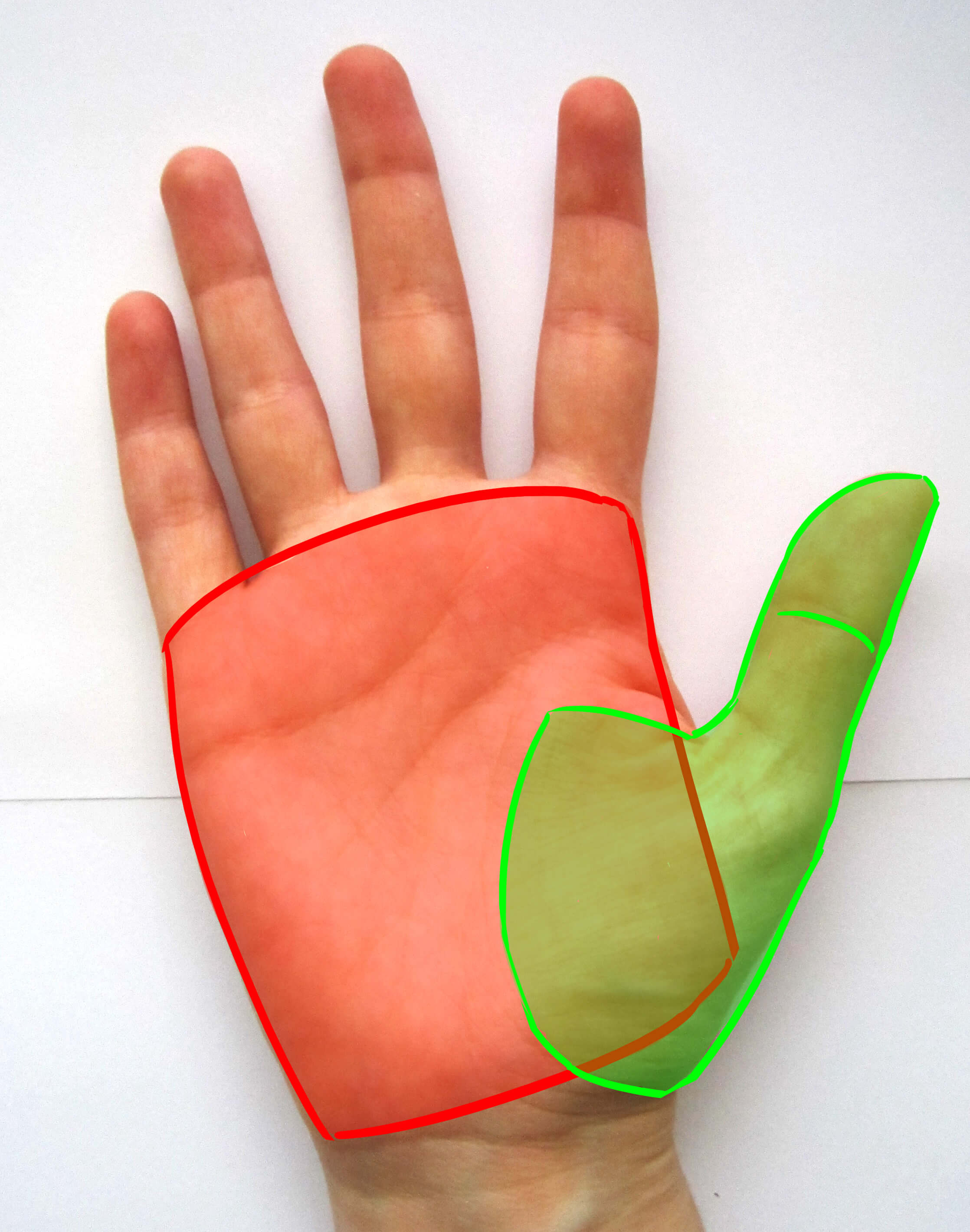 Pouce de la main de face